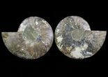Cut & Polished Ammonite Fossil - Agatized #64932-1